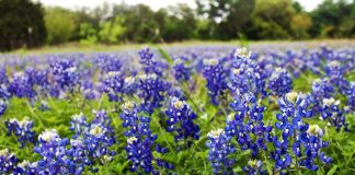 Bluebonnet Burnet Texas