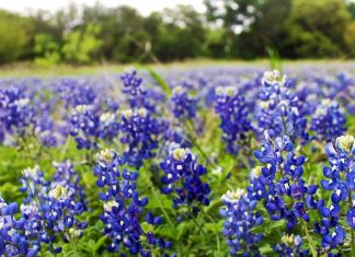 Bluebonnet Burnet Texas